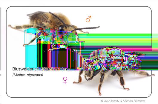 Wasser gebaut In unserer Biene des Monats August soll es einmal wieder um einen absoluten Spezialisten unter den Wildbienen gehen, die Blutweiderich-Sägehornbiene (Melitta nigricans).