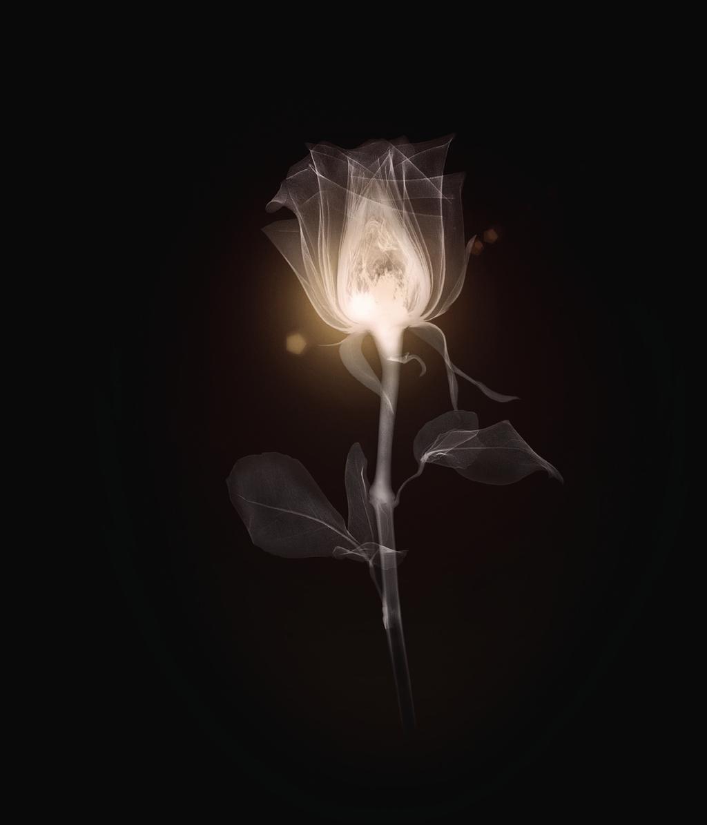 BABOR SCHÖNHEIT IM ZEICHEN DER ROSE. WISSENSCHAFT. Alles begann 1956 mit einer schwarzen Rose, dem Symbol vollkommener Schönheit.