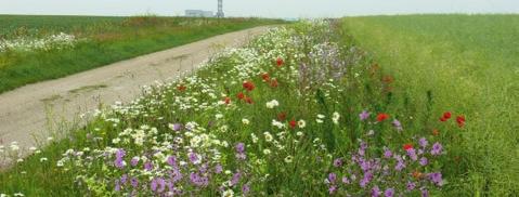 Mit ihrer häufig bis in den frühen Herbst andauernden Blüte fördern sie darüber hinaus verschiedene Ökosystemdienstleistungen, wie Bestäubung und Regulation von Krankheiten oder Schadorganismen.