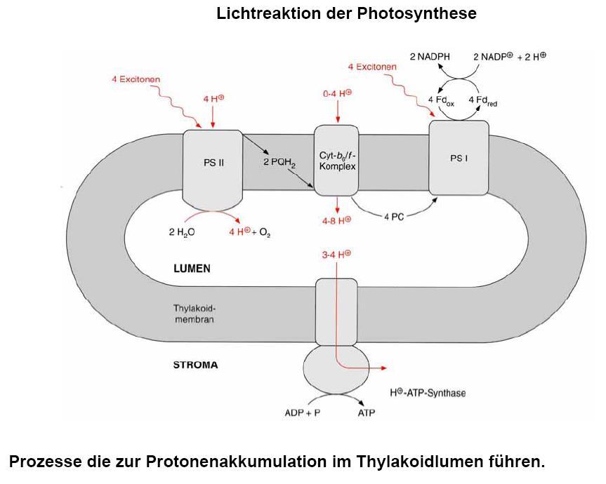 1. Wieso trägt Plastochinon zur Ansäuerung des Thylakoidlumens während der Photosynthese bei (bitte mit Zeichnung)?