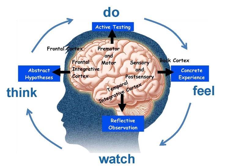 the learning brain https://www.