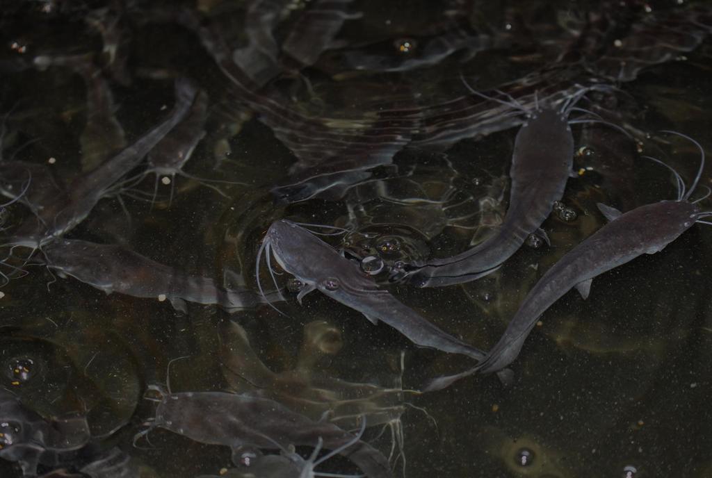 Vom Landwirt zum Fischzüchter 16.04.