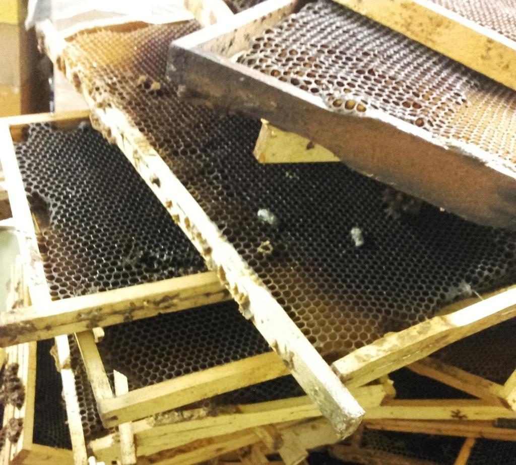 Mittelwandherstellung meist aus alten, dunklen Waben! Dabei landen Wirkstoffe wieder im Bienenvolk.