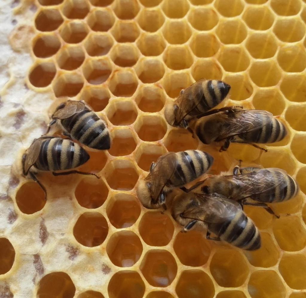 Blickwinkel auf eines der wichtigsten Bienenprodukte ändert sich!