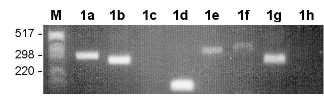 Ergebnisse 67 Abbildung 18. Screening PCR von 8 Klonen. 96 Klone wurden in 50 µl LB-Medium aufgenommen und jeweils 1 µl in eine Screening PCR mit den PN-30 Primern eingesetzt.