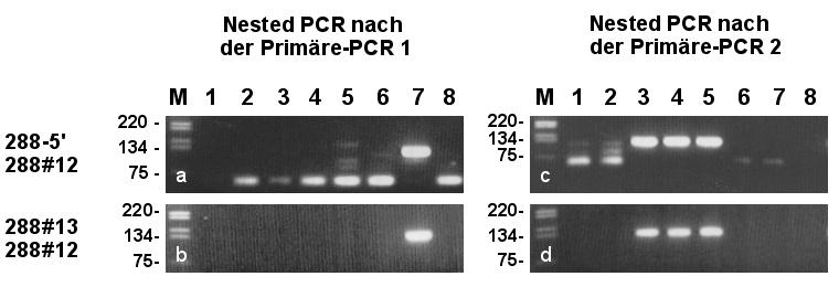 Ergebnisse 77 Abbildung 25. Screening der Poole 1-8 der Ebene "R" des "Cloning Matrix Systems": Nested-PCR.