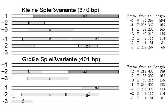 Ergebnisse 83 Beide Spleißvarianten wurden mit den Primern 288#13 und NT4 aus verschiedenen Zelllinien (SW480, BT20, LNCAP, PC3) mehrmals amplifiziert und sequenziert. Abbildung 33.
