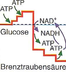 Die Glycolyse Der Abbau der Glucose (besteht aus sechs C-Atomen) in zwei Moleküle Pyruvat (Brenztraubensäure) mit je drei C-Atomen bezeichnet man als Glycolyse.