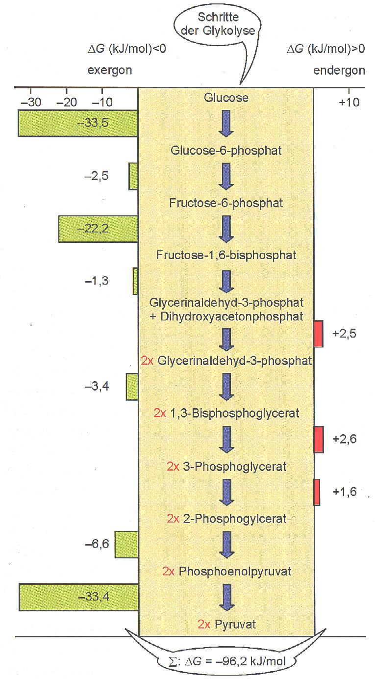 Energetische Betrachtung der Glycolyse Aenderung der freien Energie glycolytischer Teilreaktionen (nach MüllerEsterl, Biochemie): Die angegebenen Werte