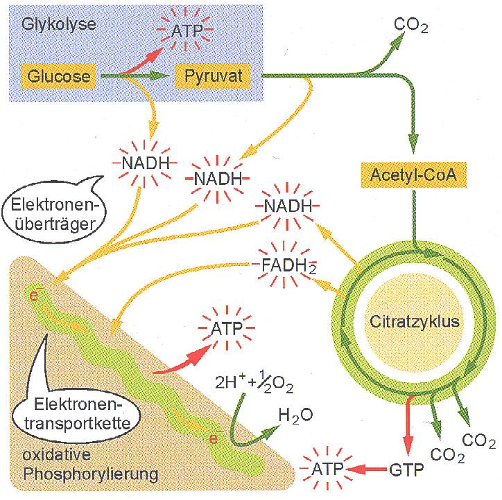 Energieausbeute der Glycolyse Unter anaeroben Bedingungen: Energieaufwand pro mol Glucose: Energiegewinn pro mol Glucose (Substratkettenphosphorylierung): Total anaerob: Unter aeroben