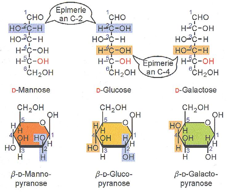 Strukturen wichtiger Kohlenhydrate Monosaccharide mit der allgemeinen Summenformel C n (H2O) n spielen im Energiestoffwechsel der Zelle eine entscheidende
