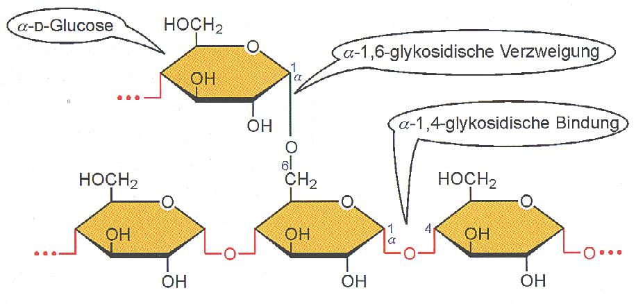 Strukturen wichtiger Kohlenhydrate (Forts.
