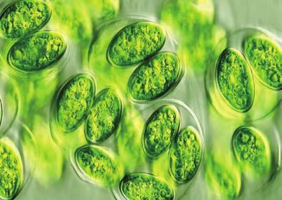 Milchsäurebakterien Backhefe Alge Viele Mikro-Organismen werden als nützlich angesehen, sie spielen in der Abwasserreinigung, in