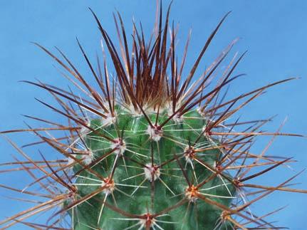 Parodia mairanana Dieser Kaktus wächst sprossend und wird nur etwa 4cm hoch und 5cm breit. Die Stacheln sind in Büscheln angelegt, man sieht den grünen Pflanzenkörper.