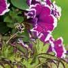 Zauberglöckchen,Purple Red (Calibrachoa) Die