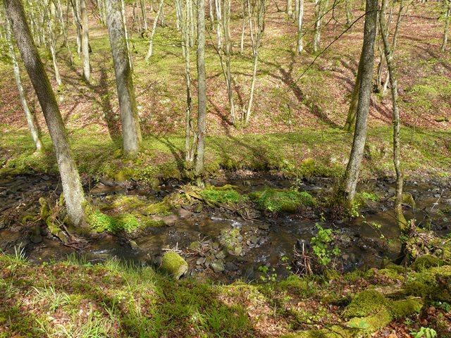 Hundsbach mit nutzungsfreien