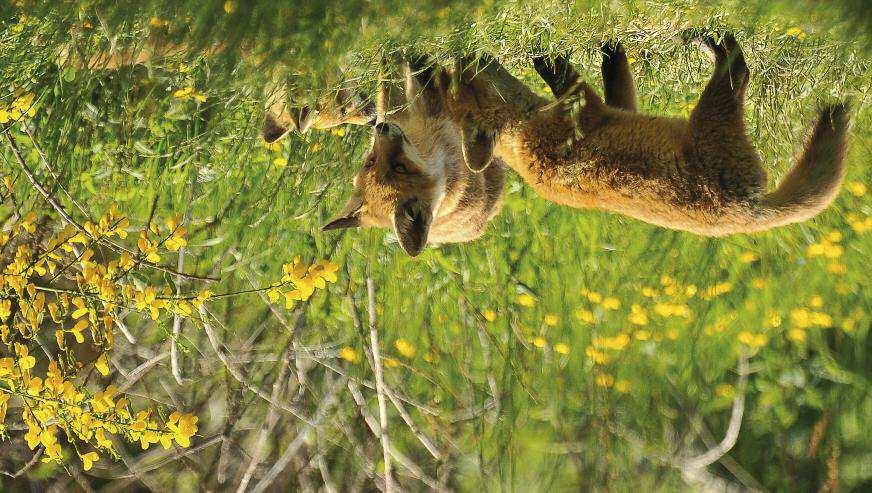 Zur Zeit der Ginsterblüte Anfang Juni sind die Fuchswelpen prächtig herangewachsen.