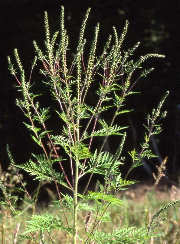 Ambrosia: Ausbreitung mit grosser Dynamik Invasive Pflanze 3.