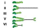 Richtung der Wanderung des Myosins entlang des MFs: + Ende (+ Ende Motor) Die Schwanzteile verschiedener Myosinarten weisen Unterschiede auf,