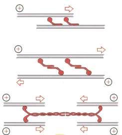 Gegenläufig orientierte MFe gleiten neben einander mit Hilfe von Myosinmolekülen, deren Schwanzregionen aneinander gebunden sind (das System verkürzt sich, Beispiel: Kontraktion in glatten