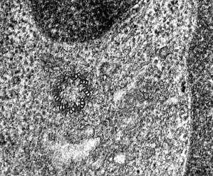 Cytocentrum (Centrosom) auswachsender Mikrotubulus Zellorganell neben dem