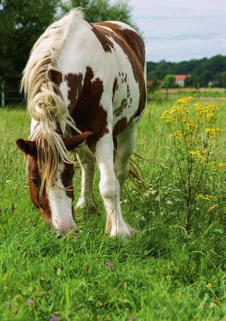 Pferde und Giftpflanzen Foto: Dr.