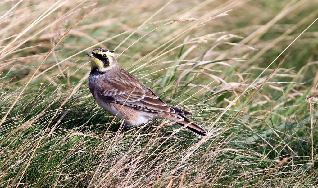 Ohrenlerche Artenliste Helgolandreise mit Birdingtours 26.09.