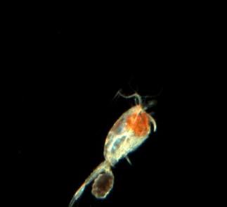 Auch die Zooplanktonfänge sowie die Aufzeichnungen des Laser Optical Plankton Counters und des Videoplanktonrecorders zeigten deutliche Unterschiede sowohl zu den Vergleichsstationen