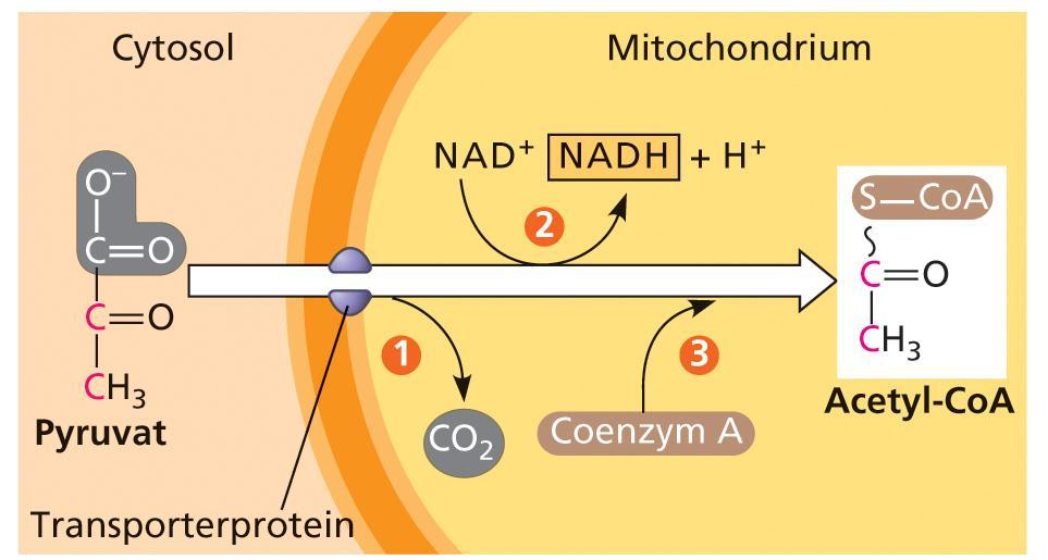 Oxidative Decarboxylierung Brenztraubensäure (Pyruvat) Dehydrierung unter Abspaltung von CO 2 NADH+H +