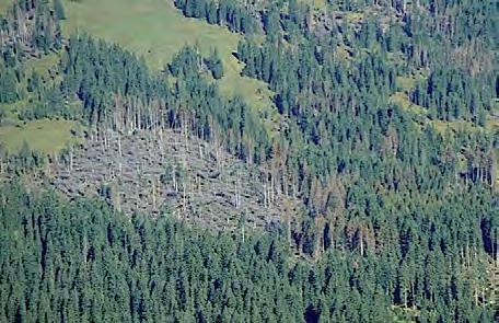 Befallsherde im ganzen Gebiet, selten