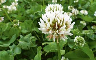 B. Honey Blütenreich Öffentlichkeitsarbeit Arten: Phacelia, Öllein,