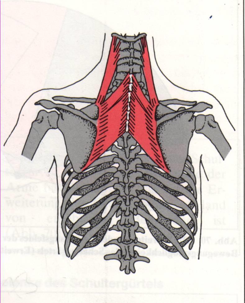 M. levator scapulae