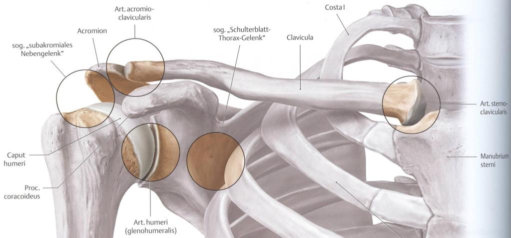Arthrose der Gelenke zwischen Schulterhöhe-Schlüsselbein (ACG) und Schlüsselbein-Brustbein (SCG) Beide Gelenke sind starken mechanischen Scherbelastungen ausgesetzt ( sternosymphysale