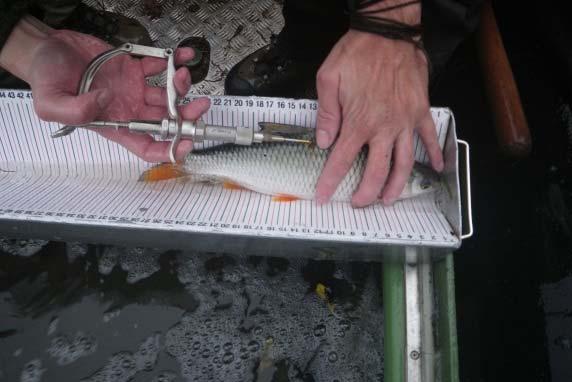 Fischökologisches Monitoring 2014 Quantitative Befischung verschiedener Abschnitte /