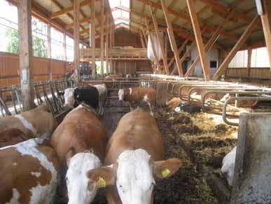 Vorschreibung durch Behörde! Benachbarter Landwirt gibt seinen Rinderbetrieb auf Er erhebt Beschwerde bei Baubehörde bezüglich Geruch und Lärm! Behörde holt Gutachten der oö. Landesregierung ein!