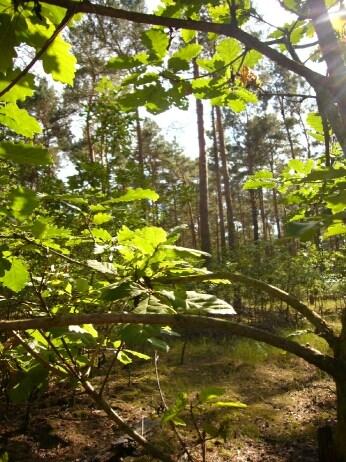 Waldumbau Erfolge sichtbar Insgesamt wachsen auf 26 % der Waldfläche Laubbäume.