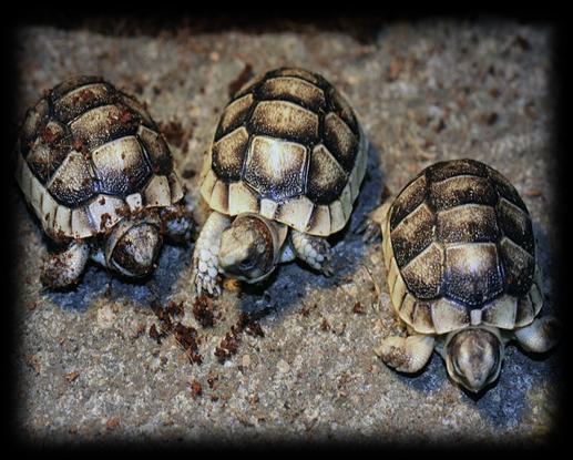 Drei durstige Schildkröten sind zu einer Quelle unterwegs. Sie laufen ein Jahr, zwei Jahre, drei Jahre und endlich kommen sie an.