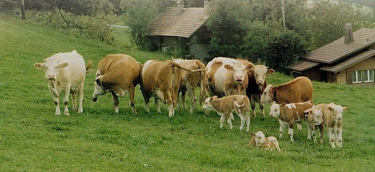 . Fleischrindtag Mecklenburg-Vorpommern Fleischrindzucht, Mutterkuhhaltung und Rindermast