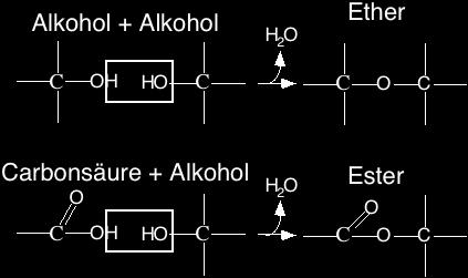 b. die Promotorstruktur (der Bereich des Gens, der die Ablesung der codierenden Region reguliert, Bindungsstelle der DNA-abhängigen RNA-Polymerase) mit TATA-Box, und das Vorkommen von TBP (TATA-Box