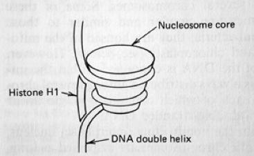 Zellorganellen: Nukleus Zellorganellen: ER Das Endoplasmatische Retikulum (ER) ist ein Netzwerk von Röhren und Schichten, das sehr unterschiedlich aussehen kann.