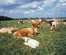 4 Viehbesatz Die Erzeugung tierischer Produkte hat große Bedeutung für die Landwirtschaft, den Handel, die verarbeitende Industrie sowie den Verbraucher.