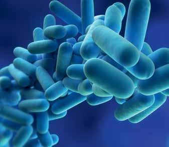 Legionella-Bakterien können in Form eines wässrigen Aerosols in der Luft - zum Beispiel beim Duschen - übertragen werden, jedoch nicht durch den Konsum von Wasser.