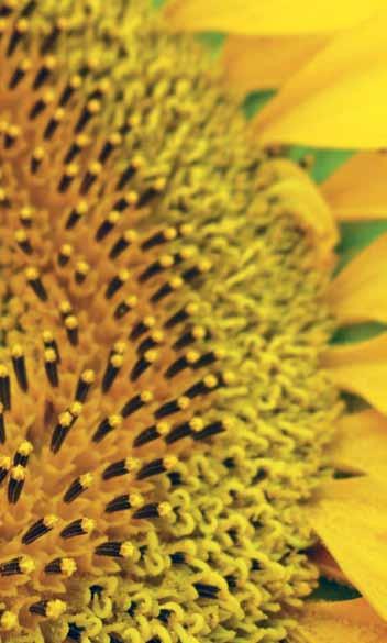 Sonnenblume Sonnenblumen 206 ES COLUMBELLA Frühe Reife kombiniert mit hoher Ertragsleistung Kurzer, kompakter Wuchstyp Alzan-Typ Aufrechte, himmelwärts gerichtete Korbhaltung Frühe Blüte und Reife ES