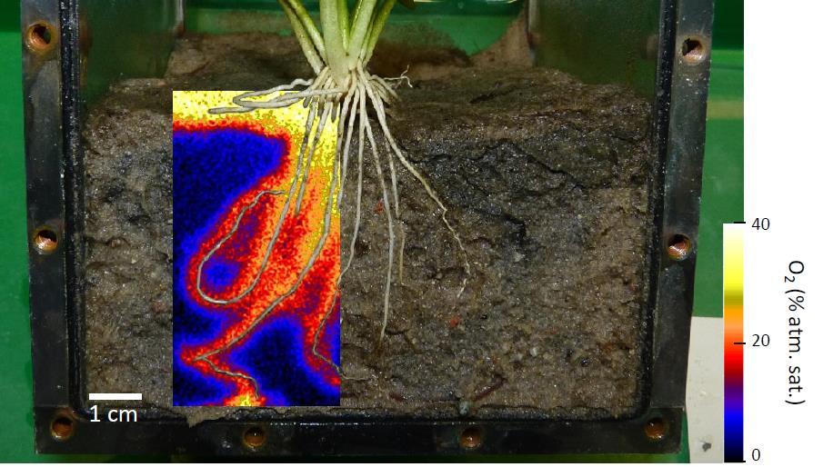 Ausblick: Plant Ecology goes belowground Pflanzen beeinflussen die Umweltbedingungen in der Rhizosphäre!