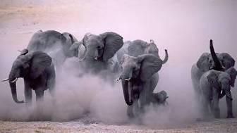 Kollisionskurs 120 Elefanten mit 40 km/h Die Energie