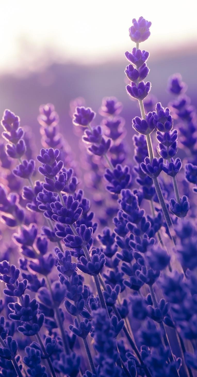 Lavendel Stammpflanze: Familie: Herkunft: Duftprofil. Gewinnung: Pflanzenteil: Lavandula officinalis Lamiaceae Frankreich,Mittelmeer leicht krautig, lieblich Wasserdampfdest.