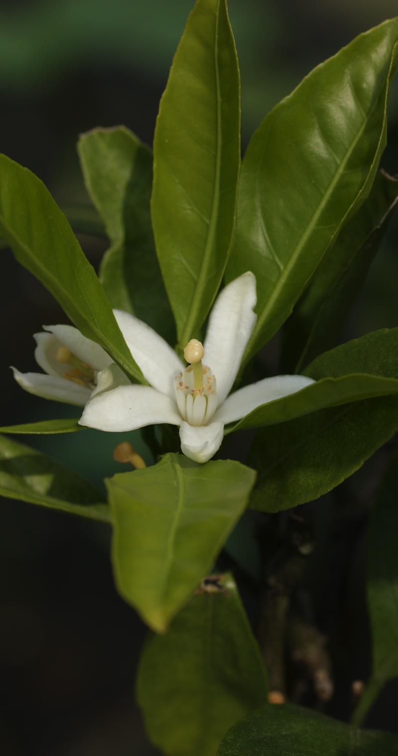 amara Rutaceae Mittelmeer, China sanft blumig, frisch Wasserdampfdest.
