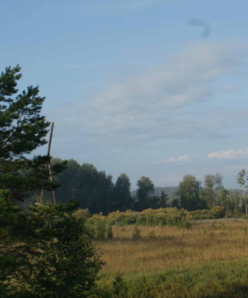 sibirischer rehbock Der Sibirische Rehbock (capreolus pygargus) besitzt seit vielen Jahren eine große Anziehungskraft auf mitteleuropäische Jäger. Östlich des Urals beginnt das Verbreitungsgebiet.