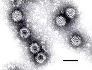 Rota Viren Im Jahr 2016 vom 1.1. bis 31.