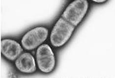 Einführung Essigsäurebakterien: biotechnologisch relevante Mikroorganismen Gluconobacter oxydans: Gram-neg.